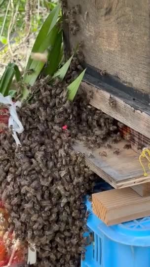 日本ミツバチの分蜂についてですが、蜂球を作らず、ダイレクトに巣箱に